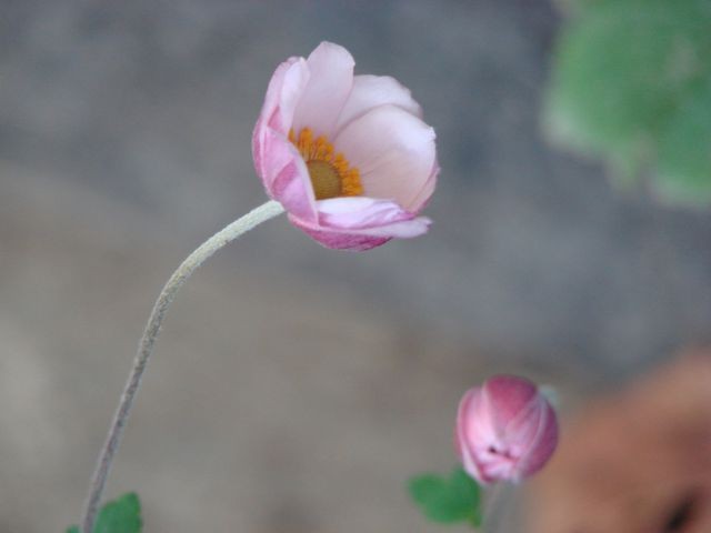 japanska anemona roza